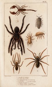 Amardille van de winkels, de Sascopte van de schurft, de Tarantula, de Araignee van schurft, de Mygale, de Schorpioen. "Fauna des Medecins of geschiedenis van dieren en hun producten door Hippolyte Cloquet" - Deel 6 - 1825.
