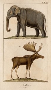 Olifant en eland. Fauna des Médecins ou histoire des animaux et de leurs producten door Hippolyte Cloquet - Volume 6 - 1825.