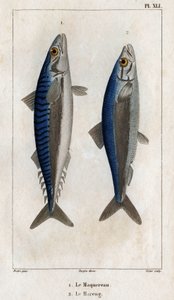 Makreel en haring. Plaat uit Fauna van de dokters of geschiedenis van dieren en hun producten