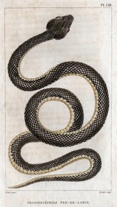 Voorstelling van de Trigonocephale - Speerpunt: reptiel. Plaat uit 
