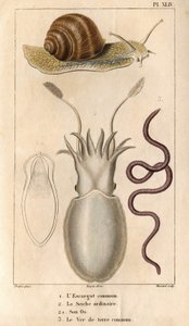 De gewone slak, de gewone inktvis, zijn bot, de gewone regenworm. in 