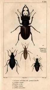 De mannelijke wouw dakraam, natuurlijke grootte, het Reduve masker, de gewone blaps, de proscarabee Meloe in 