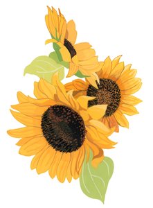 Zonnebloem