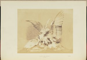 Havik en reiger door Hugh Owen