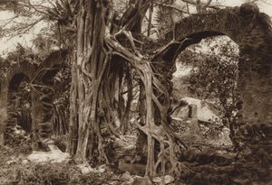 Mexico: Spaanse boogbrug met vijgenboom, Antigua, staat Vera Cruz (z/w foto) door Hugo Brehme