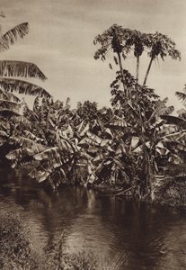 Mexico: bananen en papaja