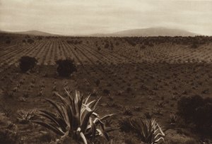 Mexico: Agaveveld rond Ometusco (z/w foto)