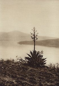Mexico: Kust van het Chapala-meer met bloeiende agaven (z/w foto) door Hugo Brehme
