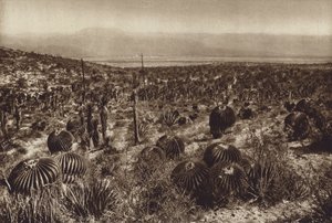 Mexico: Sierra de Tehuacan, In het voorste gedeelte "Echinocactus grandis" (z/w foto) door Hugo Brehme