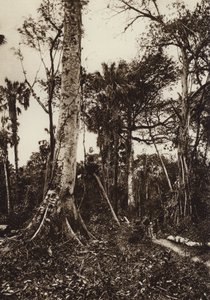 Mexico: Tamasopo, Panorama van oerwoud (z/w foto) door Hugo Brehme