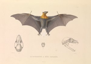 De Grijze Hoofd Rousette door Hyacinthe Yves Philippe (1781 1846) Potentien