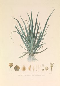 De Busseuillie van Botany Bay
