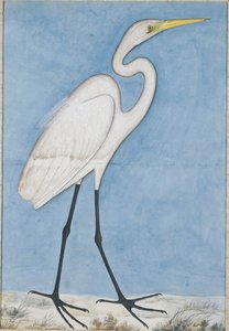 Een grote zilverreiger, Lucknow (ca. 1790)