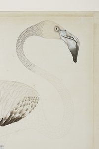 Een flamingo, detail, c.1780 door Indian School