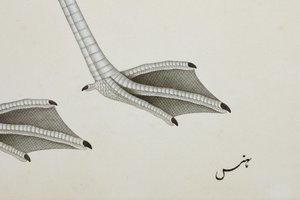 Een flamingo, detail, c.1780