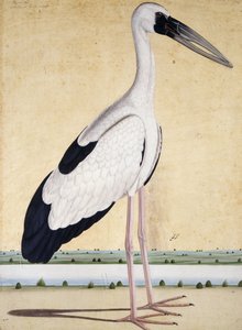 Een ooievaar met open snavel, c. 1780 door Indian School
