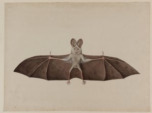Aziatische Kleine Valse Vampiervleermuis, ca. 1790