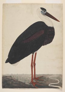 Zwarte ooievaar in een landschap, ca. 1780 (dekkende aquarel op Europees papier)