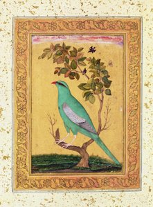Groene Vogel, Mughal