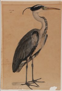 Grijze reiger door Indian School