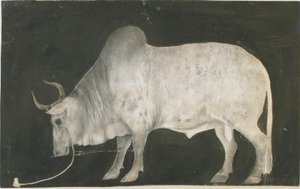 Indiase stier door Indian School