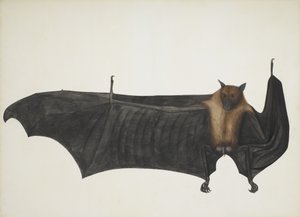 Indische Vliegende Vos ook bekend als Grote Indische Vleerhond, Pteropus Giganteus, c1800