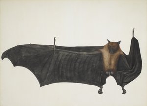 Indische vliegende vos ook bekend als Grote Indische fruitvleermuis; Pteropus Giganteus, ca. 1800