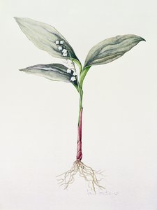 Lelietje-van-dalen, 1995 door Iona Hordern