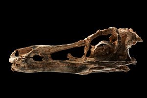Schedel van een Alvarezsaurachtige dinosaurus bij het IVPP in Beijing, China. door Ira Block