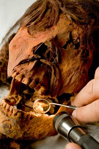 Dr. John Varano van Tulane University onderzoekt de tanden van de mummie.
