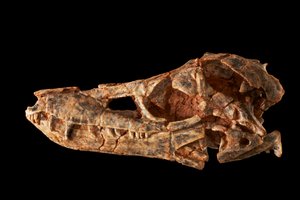 Junggarsuchus sloani, een sphenosuchiër uit het Midden-Jura.