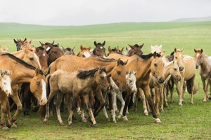 Lokale familie die hun paarden bijeen drijft in Gun-Galuut Natuurreservaat