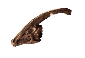 Parasaurolophus, een originele schedel en kam in het Royal Ontario Museum.