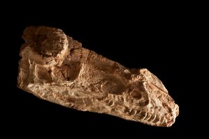 Sub-adult Guanlong Wacali schedel in het IVPP in Beijing, China