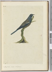 De poya vogel, koekoek. Nieuw-Zeeland, 1772-75 door Isaac Smith