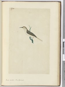 Kleine koekoek. Nieuw-Zeeland, 1772-75