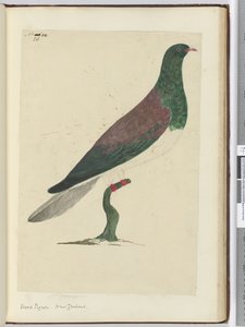 Houtduif. Nieuw-Zeeland, 1772-75 door Isaac Smith
