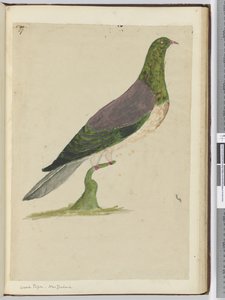 Houtduif. Nieuw-Zeeland, 1772-75 door Isaac Smith