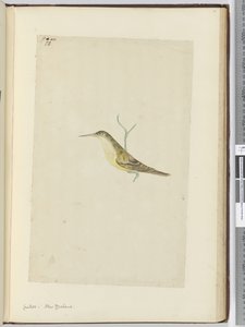 Koekoek. Nieuw-Zeeland, 1772-75 door Isaac Smith