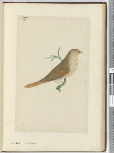 Dikbek. Nieuw-Zeeland, 1772-75 door Isaac Smith