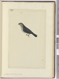 Een Nieuw-Zeelandse vogel tam als een roodborstje, 1772-75 door Isaac Smith
