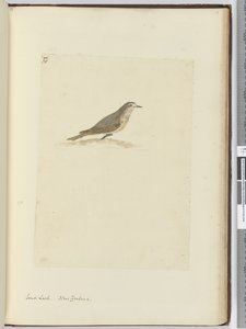 Strandleeuwerik. Nieuw-Zeeland, 1772-75 door Isaac Smith