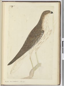 Havik. Nieuw-Caledonië. (Sept. 1774), 1772-75 door Isaac Smith