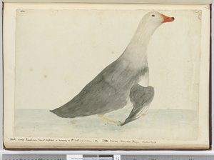 Eend genaamd Racehorse vanwege zijn snelheid op het water maar kan niet vliegen. Staten Island Tierra del Fuego. Woog 29 lbs, 1772-75 door Isaac Smith