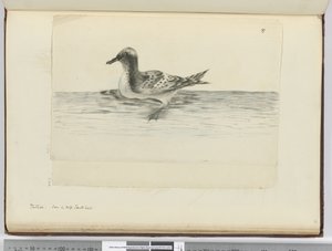 Pintado. Gezien in hoge zuidelijke breedtegraad, 1772-75 door Isaac Smith