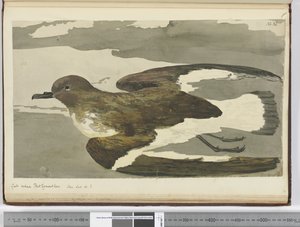 Meeuw genaamd Port Egmont hen. Gezien op breedtegraad 50 Z., 1772-75 door Isaac Smith