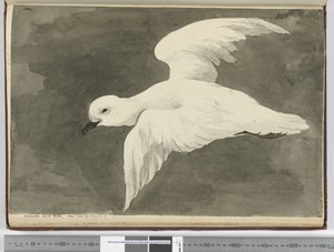 Antarctische witte stormvogel. Gezien op breedtegraad 60 tot breedtegraad 71 Z., 1772-75 door Isaac Smith