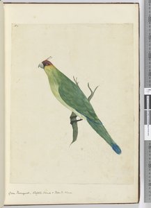 Groene parkiet, Norfolk Island & Vriendelijke Eilanden, 1772-75 door Isaac Smith