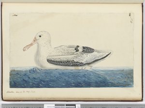 Albatros. Gezien op zee in hoge Z. breedte, 1772-75 door Isaac Smith