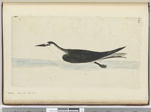 Noddy. Gezien op zee in hoge Z. breedte, 1772-75 door Isaac Smith